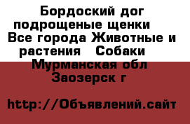 Бордоский дог подрощеные щенки.  - Все города Животные и растения » Собаки   . Мурманская обл.,Заозерск г.